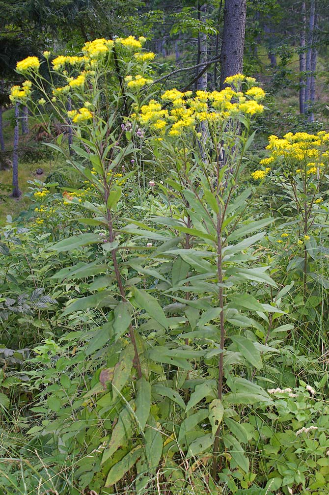 Senecio ovatus (=Senecio fuchsii) / Senecione di Fuchs